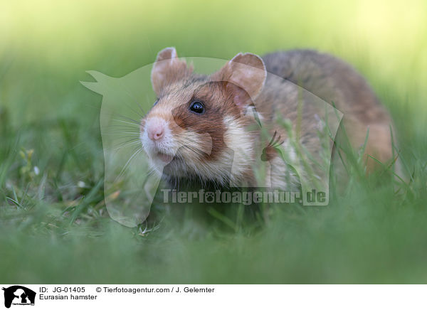 Europischer Feldhamster / Eurasian hamster / JG-01405