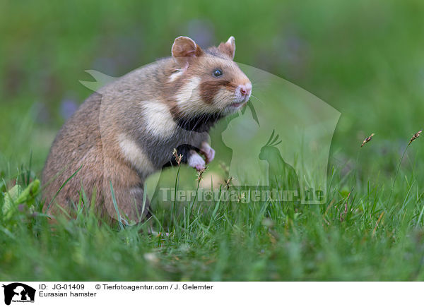 Eurasian hamster / JG-01409
