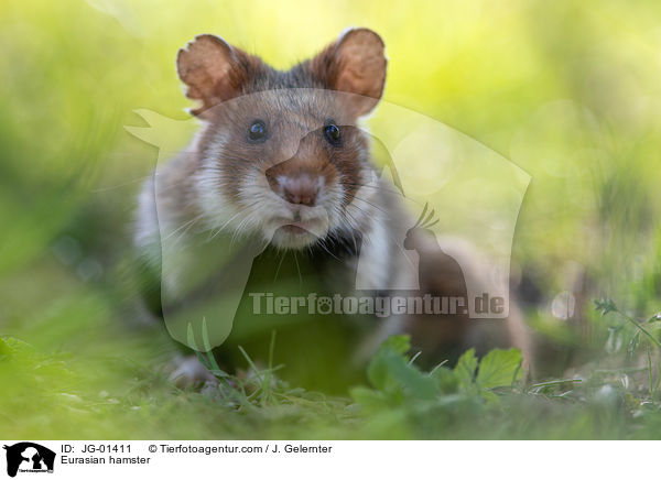 Europischer Feldhamster / Eurasian hamster / JG-01411