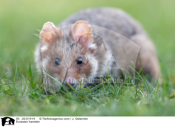 Europischer Feldhamster / Eurasian hamster / JG-01414