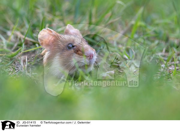Eurasian hamster / JG-01415