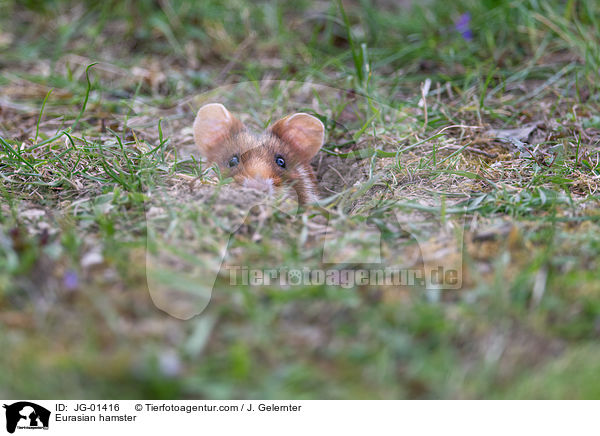 Europischer Feldhamster / Eurasian hamster / JG-01416