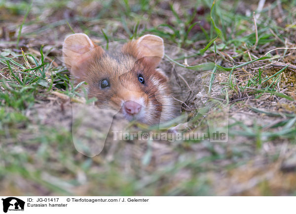 Eurasian hamster / JG-01417