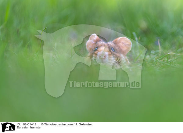 Europischer Feldhamster / Eurasian hamster / JG-01418