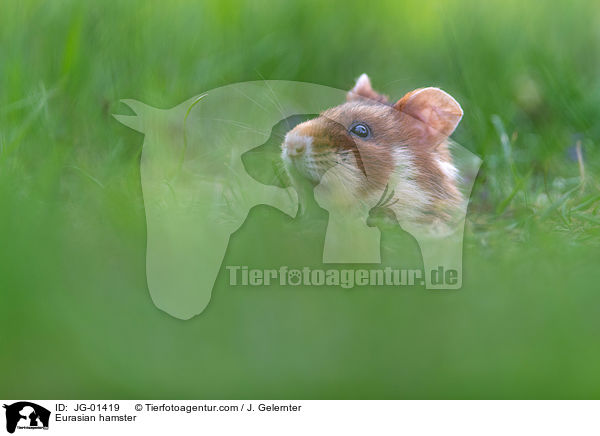 Europischer Feldhamster / Eurasian hamster / JG-01419