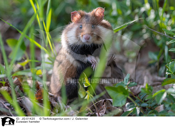 Europischer Feldhamster / Eurasian hamster / JG-01420