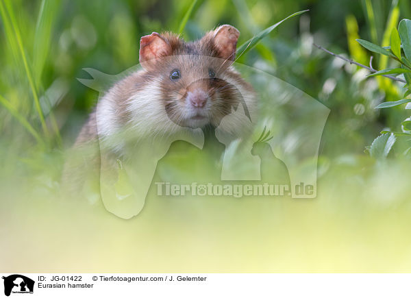 Europischer Feldhamster / Eurasian hamster / JG-01422