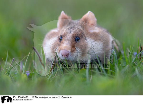 Europischer Feldhamster / Eurasian hamster / JG-01423