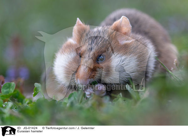 Europischer Feldhamster / Eurasian hamster / JG-01424
