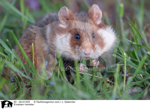 Europischer Feldhamster / Eurasian hamster / JG-01425