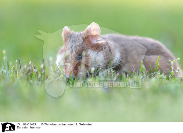 Europischer Feldhamster / Eurasian hamster / JG-01427