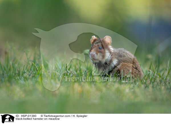 Feldhamster auf der Wiese / black-bellied hamster on meadow / HSP-01380