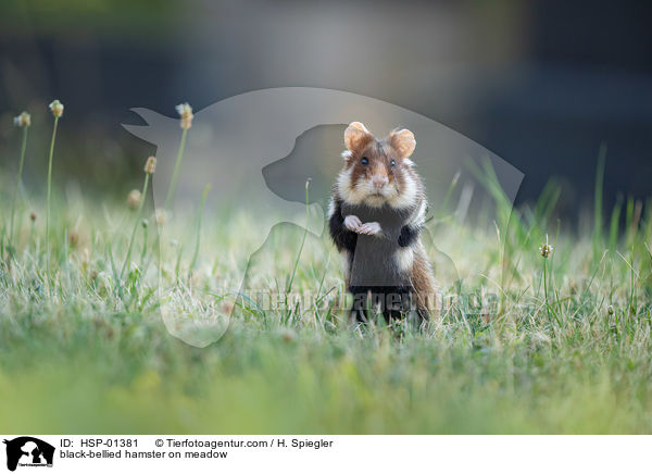 Feldhamster auf der Wiese / black-bellied hamster on meadow / HSP-01381