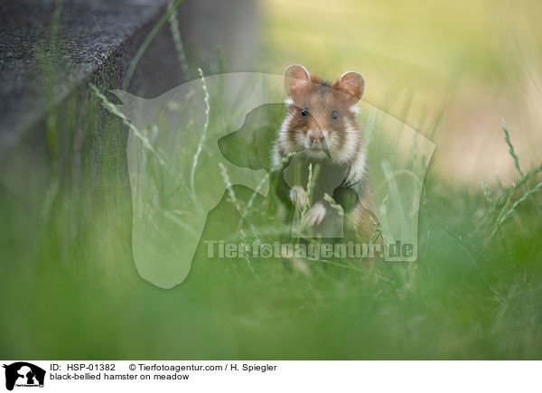 black-bellied hamster on meadow / HSP-01382