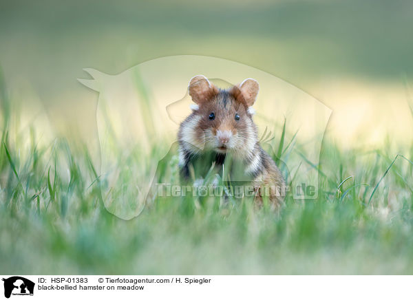 Feldhamster auf der Wiese / black-bellied hamster on meadow / HSP-01383