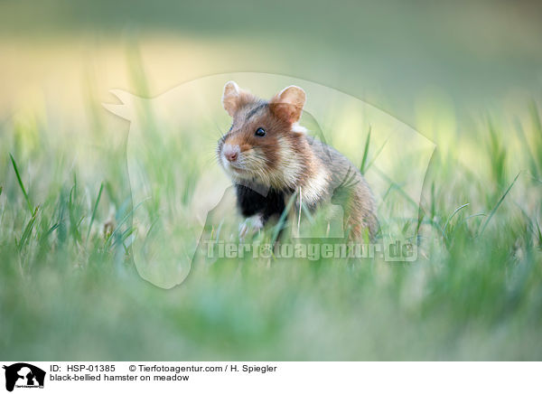 Feldhamster auf der Wiese / black-bellied hamster on meadow / HSP-01385