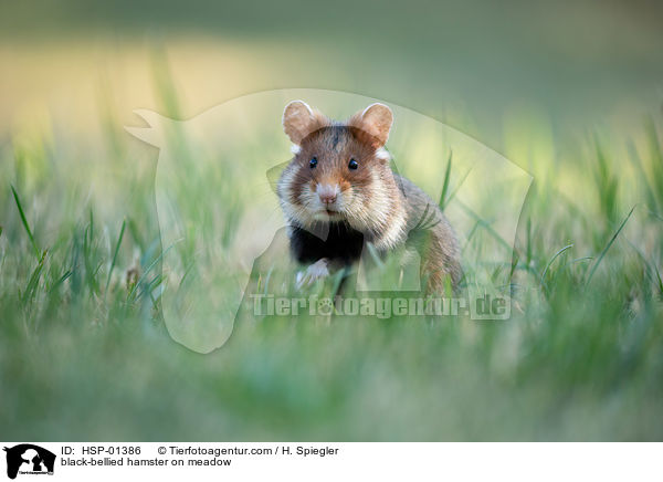 Feldhamster auf der Wiese / black-bellied hamster on meadow / HSP-01386