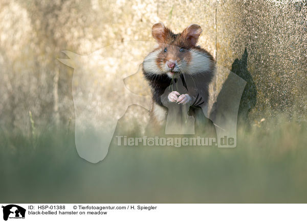 Feldhamster auf der Wiese / black-bellied hamster on meadow / HSP-01388