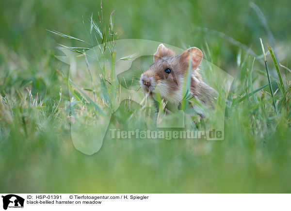 black-bellied hamster on meadow / HSP-01391