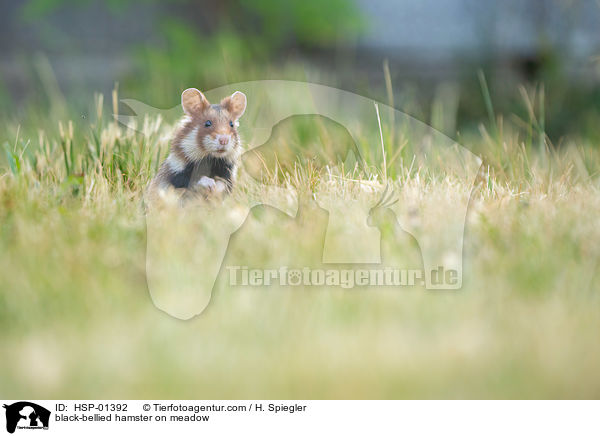 Feldhamster auf der Wiese / black-bellied hamster on meadow / HSP-01392