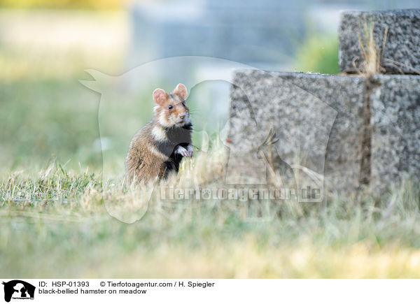 Feldhamster auf der Wiese / black-bellied hamster on meadow / HSP-01393