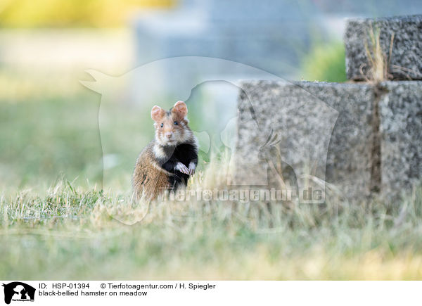 Feldhamster auf der Wiese / black-bellied hamster on meadow / HSP-01394