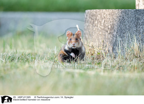 Feldhamster auf der Wiese / black-bellied hamster on meadow / HSP-01395