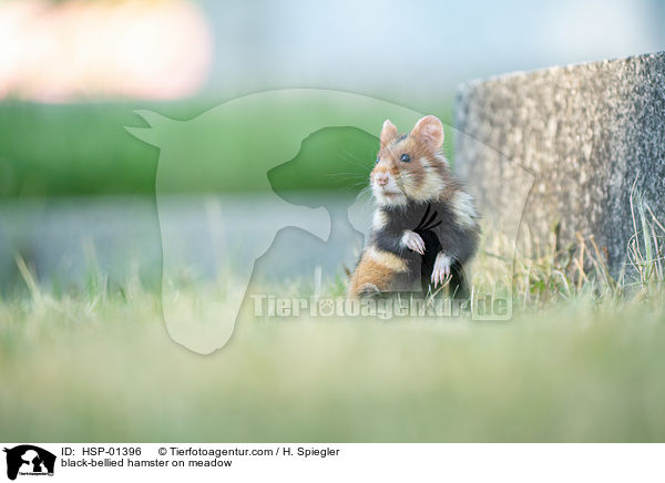 Feldhamster auf der Wiese / black-bellied hamster on meadow / HSP-01396