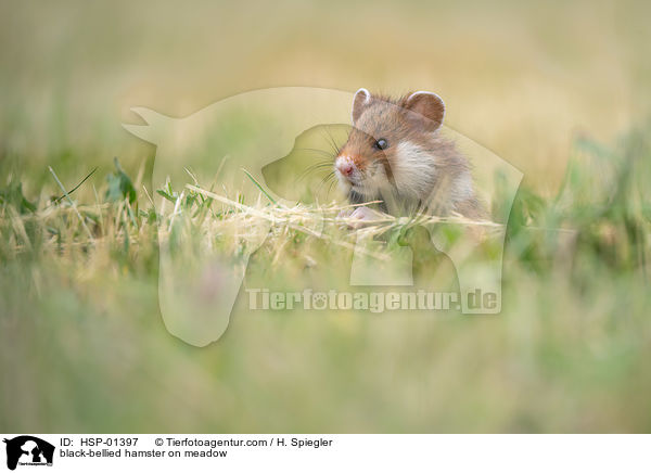 Feldhamster auf der Wiese / black-bellied hamster on meadow / HSP-01397