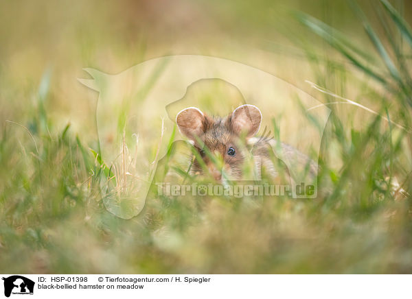 Feldhamster auf der Wiese / black-bellied hamster on meadow / HSP-01398