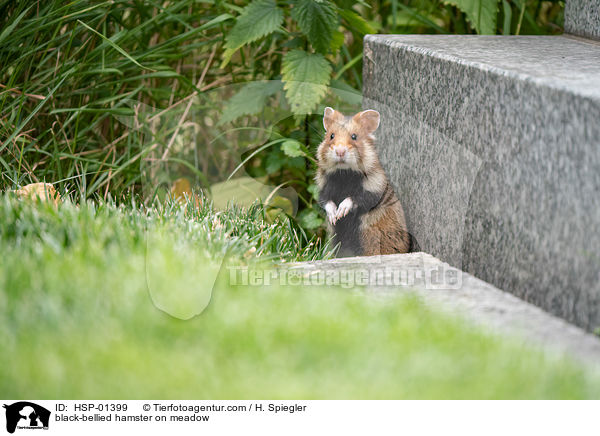 Feldhamster auf der Wiese / black-bellied hamster on meadow / HSP-01399