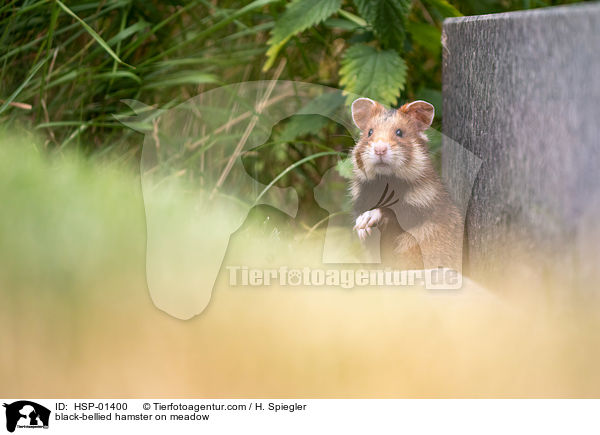 Feldhamster auf der Wiese / black-bellied hamster on meadow / HSP-01400