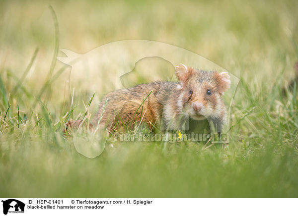 Feldhamster auf der Wiese / black-bellied hamster on meadow / HSP-01401
