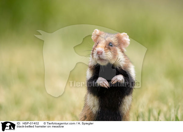 Feldhamster auf der Wiese / black-bellied hamster on meadow / HSP-01402