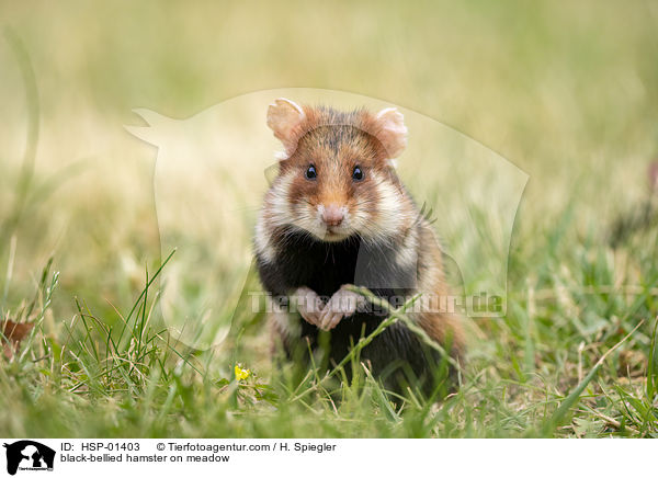 black-bellied hamster on meadow / HSP-01403