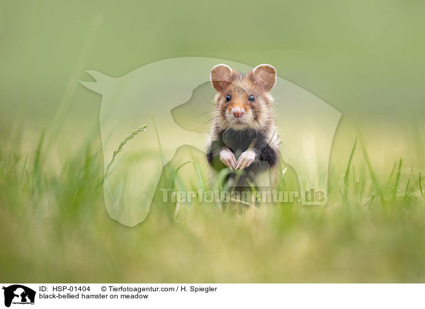 Feldhamster auf der Wiese / black-bellied hamster on meadow / HSP-01404