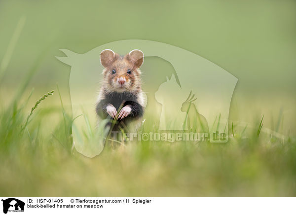 Feldhamster auf der Wiese / black-bellied hamster on meadow / HSP-01405