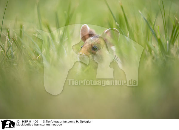 Feldhamster auf der Wiese / black-bellied hamster on meadow / HSP-01406