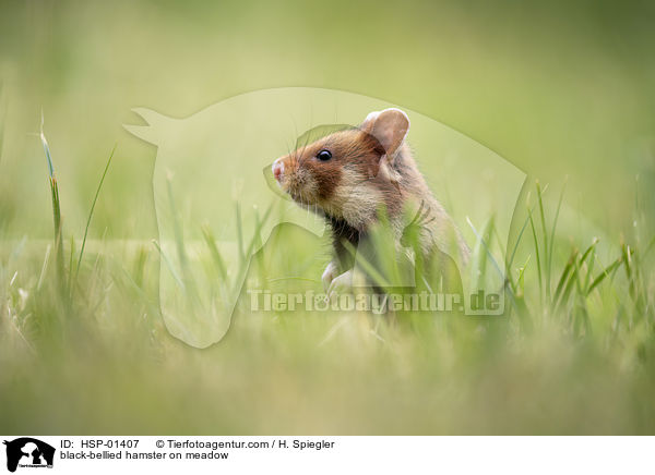 Feldhamster auf der Wiese / black-bellied hamster on meadow / HSP-01407