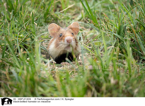 Feldhamster auf der Wiese / black-bellied hamster on meadow / HSP-01409