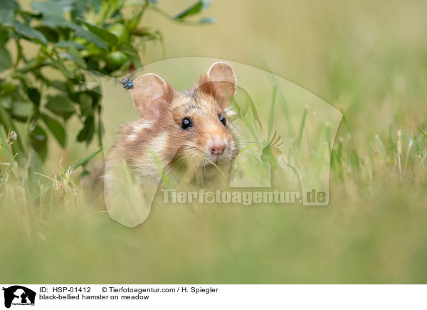 Feldhamster auf der Wiese / black-bellied hamster on meadow / HSP-01412