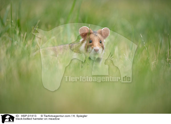 Feldhamster auf der Wiese / black-bellied hamster on meadow / HSP-01413