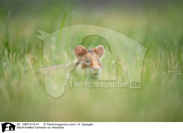 Feldhamster auf der Wiese / black-bellied hamster on meadow / HSP-01414