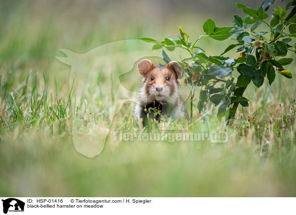 Feldhamster auf der Wiese / black-bellied hamster on meadow / HSP-01416