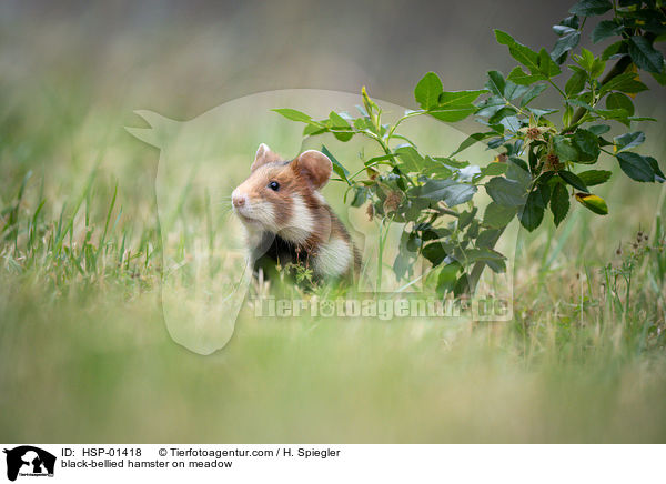 Feldhamster auf der Wiese / black-bellied hamster on meadow / HSP-01418