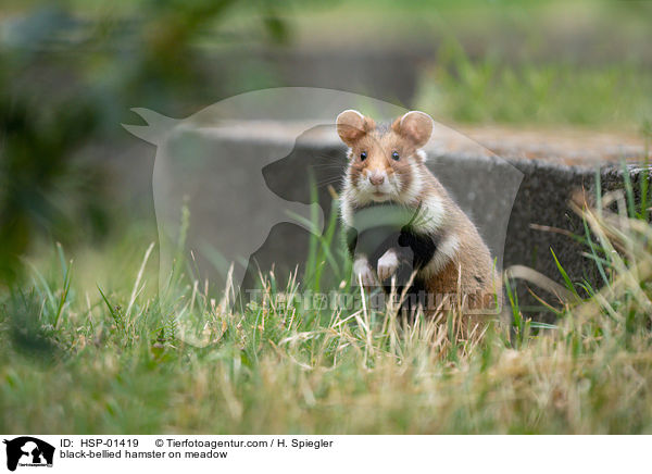 Feldhamster auf der Wiese / black-bellied hamster on meadow / HSP-01419