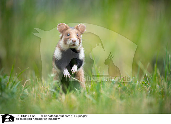 Feldhamster auf der Wiese / black-bellied hamster on meadow / HSP-01420