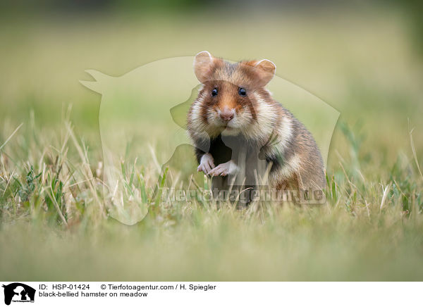 Feldhamster auf der Wiese / black-bellied hamster on meadow / HSP-01424