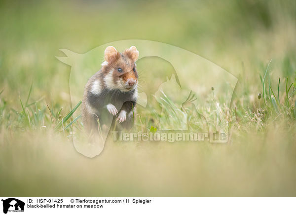 Feldhamster auf der Wiese / black-bellied hamster on meadow / HSP-01425