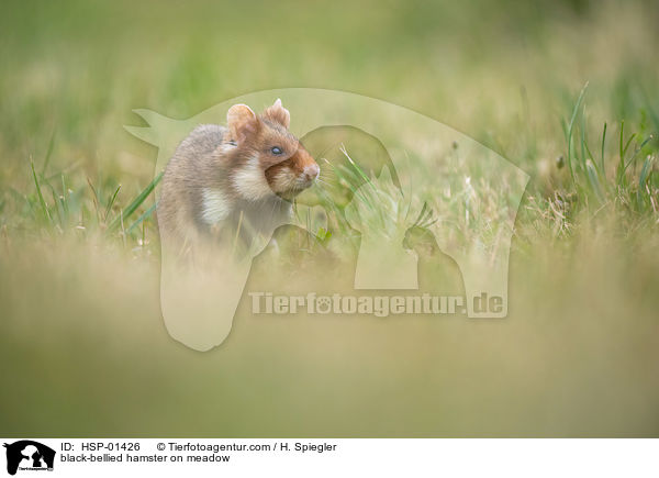Feldhamster auf der Wiese / black-bellied hamster on meadow / HSP-01426
